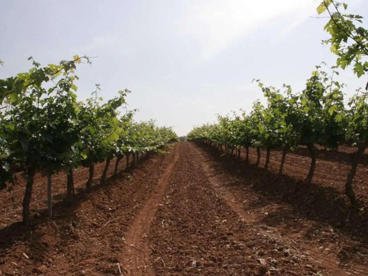 bus vino Somontano-viñas