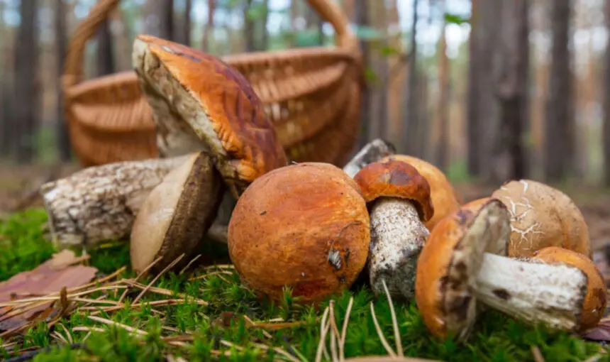 Setas de Otoño en Cataluña