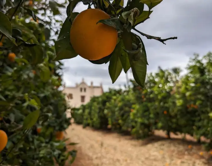 tour huerto naranjos valencia