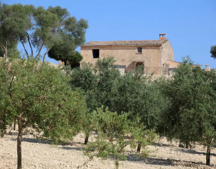 visita y olivar cata de aceite en Mallorca