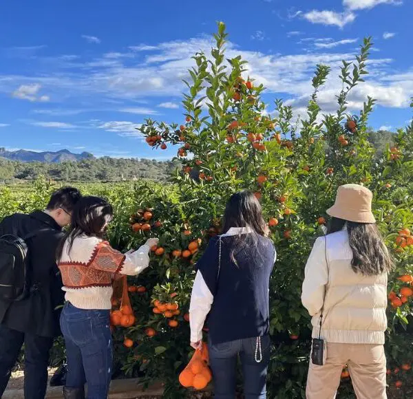 tour huerto naranjos valencia
