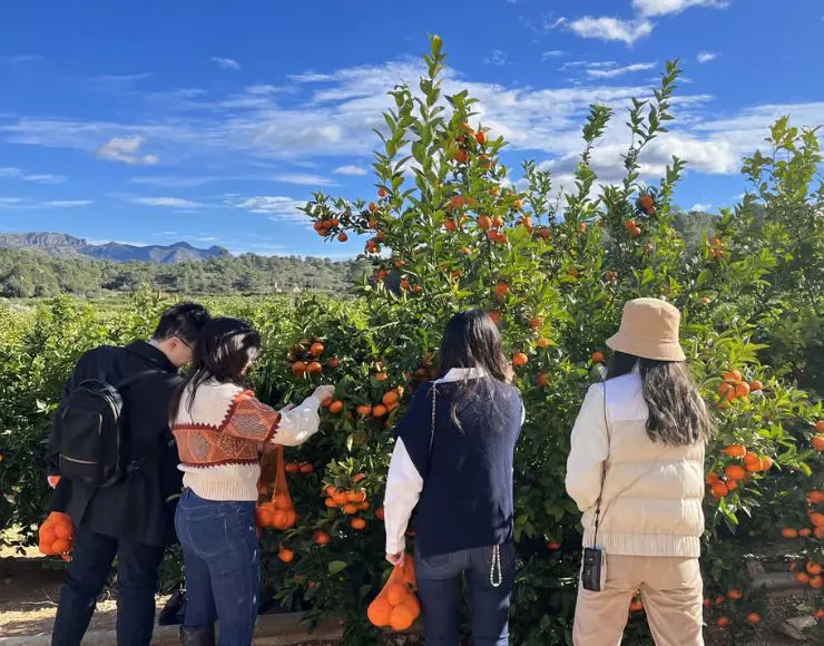 tour huerto naranjos valencia