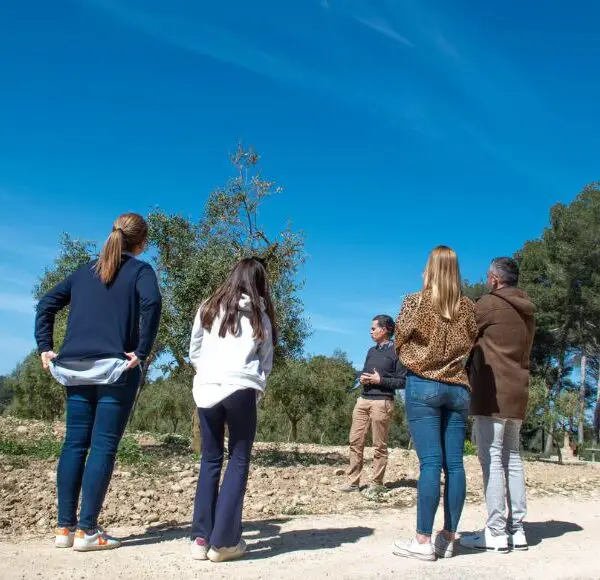 visita y olivar cata de aceite en Mallorca