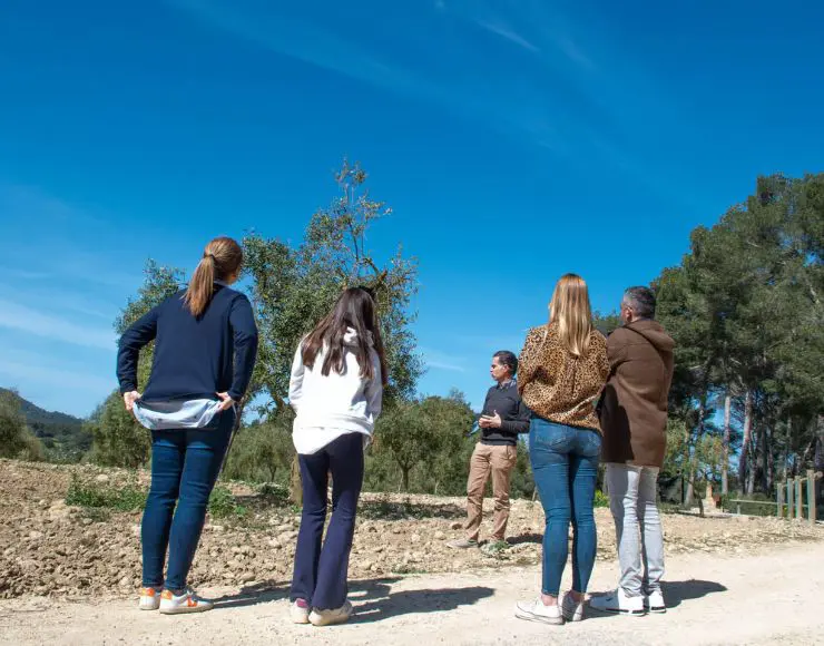 visita y olivar cata de aceite en Mallorca