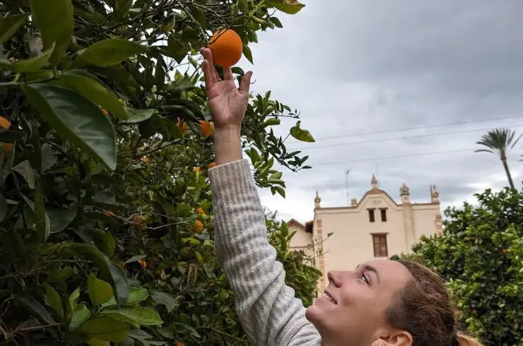 tour huerto naranjos valencia