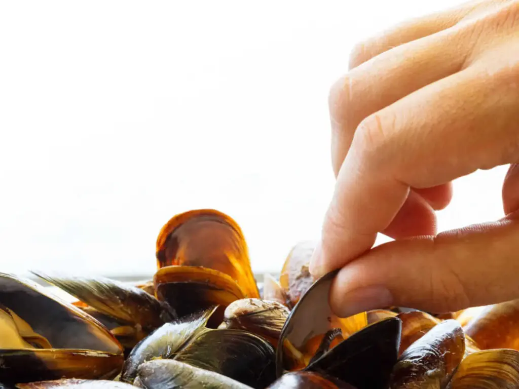 Barco o grove mejillones-1