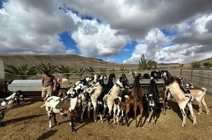 Taller queso Fuerteventura