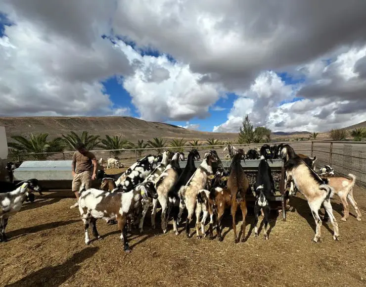 Taller queso Fuerteventura