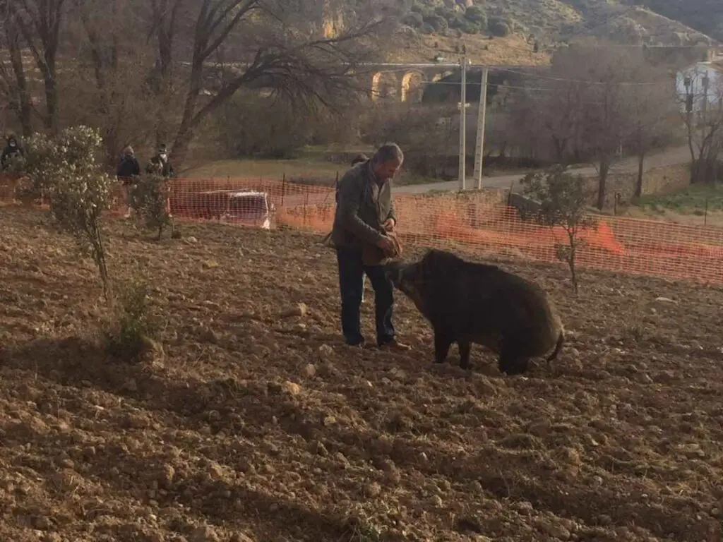 fitruf 2025 trufa jabalí