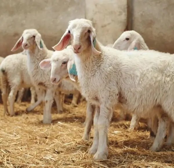 quesería la antigua