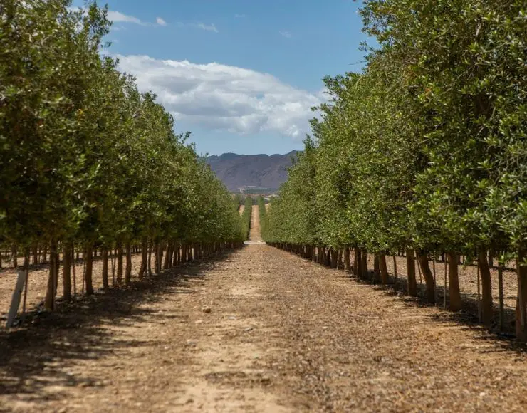 Oleo Almanzora visita guiada