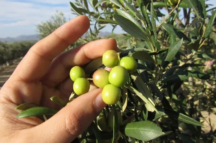 Oleo Almanzora visita guiada