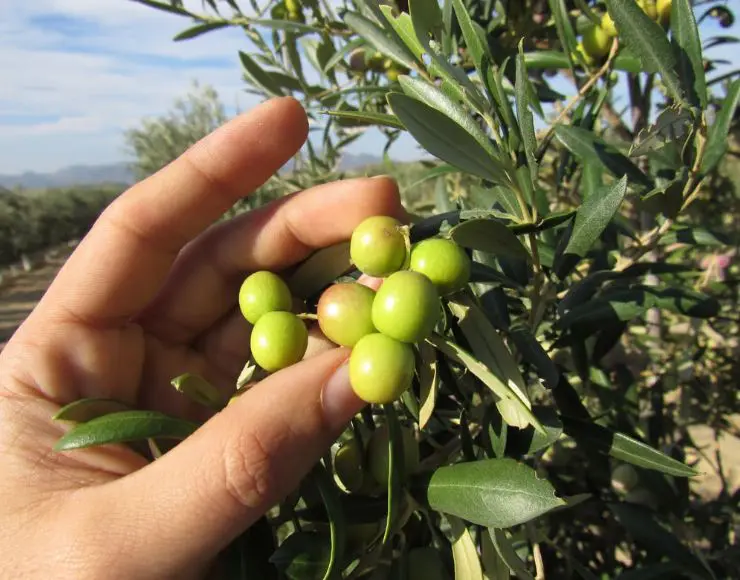 Oleo Almanzora visita guiada