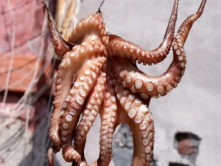 Adra-gastronomía- pulpo -seco