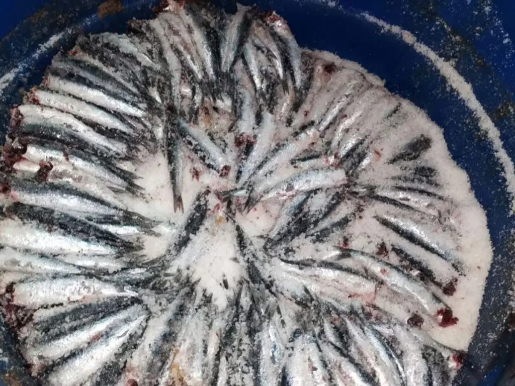 vista fábrica anchoas santoña (1)