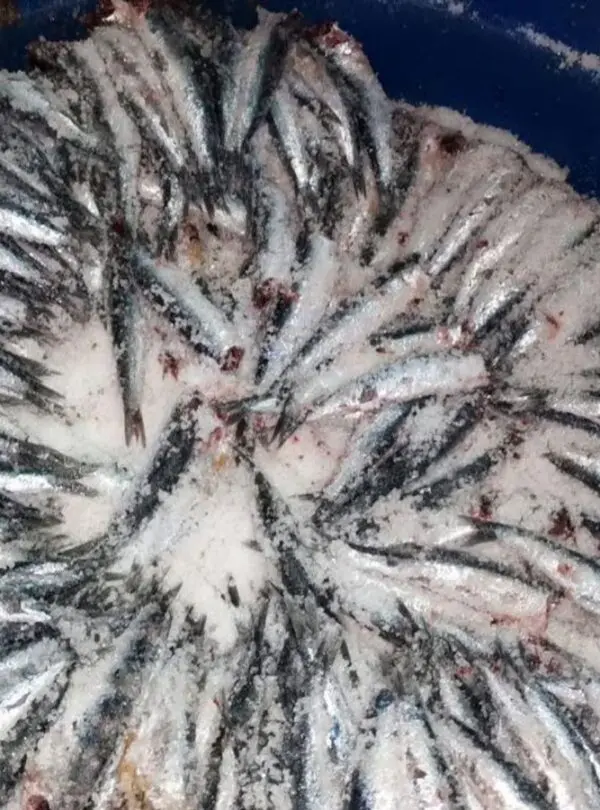 vista fábrica anchoas santoña (1)