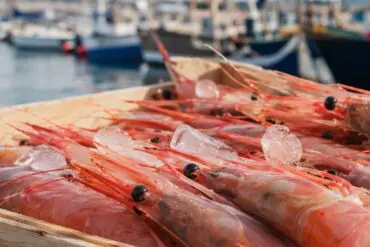 Gamba de Palamós
