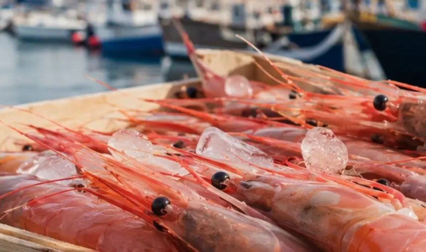 Gamba de Palamós: el sabor del Mediterráneo en Girona