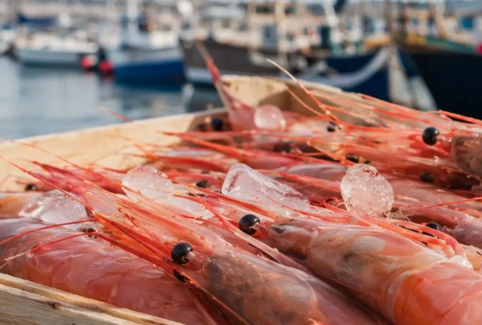 Gamba de Palamós