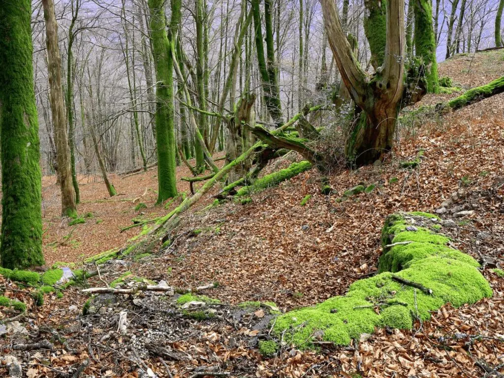 navarra