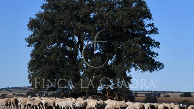 Finca la Cuadra - ovejas